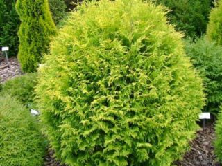 Thuja western Globoza (Globosa): aurea, nana, gold, glauka, ภาพถ่ายในการออกแบบภูมิทัศน์