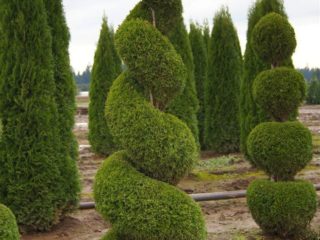 Tuja vakarinė Malonyana (Malonyana, Malonyana, Malonya, Maloyana, Malonyana): Holubas, Aurea, aprašymas, nuotraukos, apžvalgos