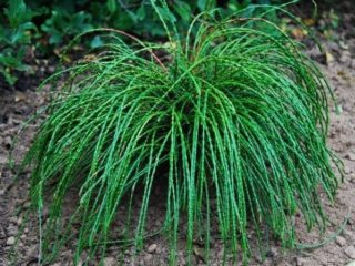 Thuja sulankstytas „Vipcord“ („Vipcord“, „Whipcord“): aprašymas, nuotrauka, apžvalgos