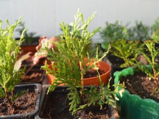 Kā mājās audzēt tuju no zara: kā pavairot, kā augt