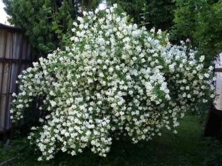 Jasmine (chubushnik) Mont Blanc (Mont Blanc, Mont Blanc): penanaman dan penjagaan