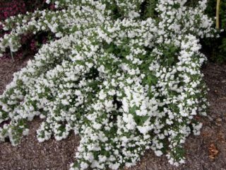 Jasmine (pilkka) Snowbelle: istutus ja hoito