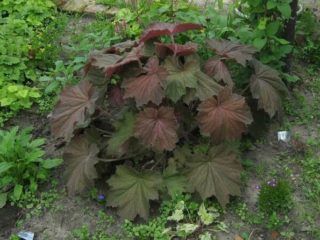 Heuchera iš sėklų: auga namuose
