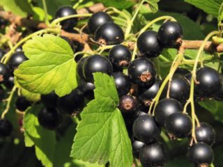 Sodos amarams ant serbentų ir gausiam derliui