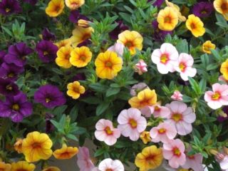 Calibrachoa: audzēšana no sēklām mājās