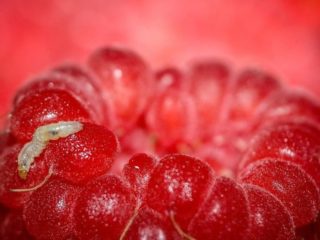 Cacing dalam raspberi: mengapa beri cacing dan apa yang harus dilakukan