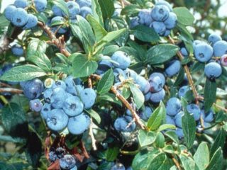 Blueberry Blurey (Blue Ray, Blue Ray): lajikkeen kuvaus, valokuvat, arvostelut