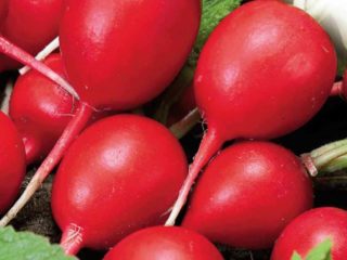 Radish Champion: คำอธิบายและภาพถ่ายบทวิจารณ์