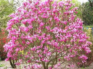Magnolia-liljanvärinen Nigra (Nigra): istutus ja hoito