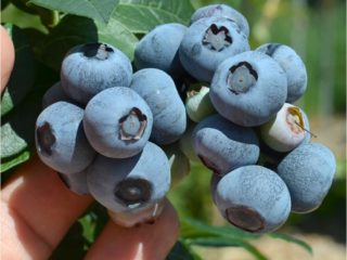 Blueberry Nelson (Nelson): lajikkeen kuvaus, arvostelut, valokuvat