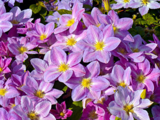 Clematis Change of Hart: apžvalgos ir nuotraukos, aprašymas