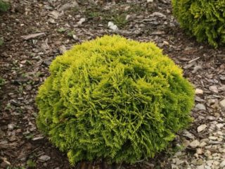 Thuja western Miriam (Mirjam): nuotrauka ir aprašymas