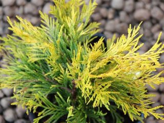 Thuja melipat Foreva Goldi (Forever Goldi, Forever Goldi): foto dan keterangan