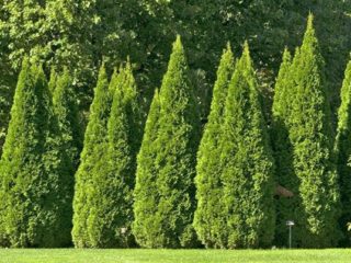 Tuja milžinas (sulankstytas, thuja plicata): veislių aprašymas su nuotraukomis ir pavadinimais