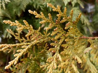 Tuja rietumu Sunkists: apraksts, foto