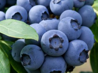 Blueberry Denis Blue (Denise blue): veislės aprašymas ir savybės