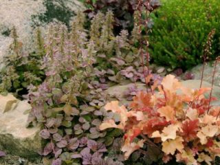 Geichera Caramel: foto, stādīšana un kopšana