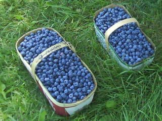„Blueberry Elizabeth“ (Elisabeth): veislės savybės ir aprašymas, nuotraukos, apžvalgos