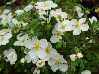 Cinquefoil shrub Abbotswood: penanaman dan penjagaan