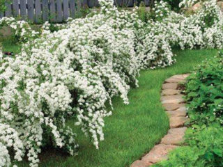 Jasmine (chubushnik) Lumimyrsky (lumimyrsky, Snezhnaja Burja): istutus ja hoito