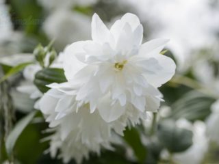 Jasmine (chubushnik) Minnesota-lumihiutale (Minnesota-lumihiutale): kuva ja kuvaus, arvostelut