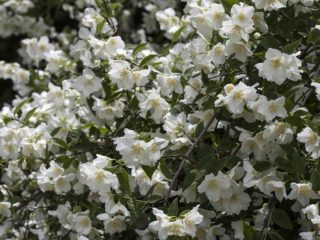 Chubushnik (melati kebun): menanam dan merawat di Ural, di Siberia, terutama tumbuh