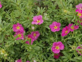 Shrub cinquefoil Belissimo: kuvaus ja arvostelut
