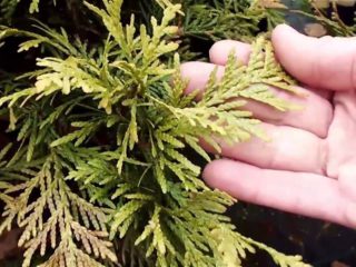 Kāpēc tuja pēc ziemas, pavasarī, rudenī kļūst dzeltena (melna, sausa): iemesli, ārstēšana