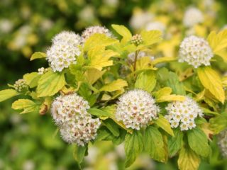 Bubble tree Nugget: kuvaus ja valokuva