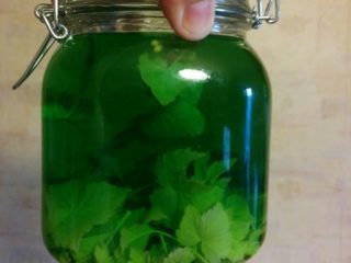 Resipi warna pada daun dan cabang currant