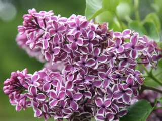 Sensasi Lilac: penanaman dan penjagaan