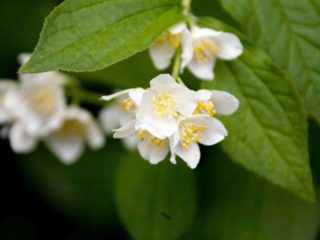 Mengapa chubushnik (melati kebun) tidak berbunga dan apa yang perlu dilakukan