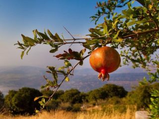 Kā aug granāts: fotogrāfijas, kurās valstīs, kā tas izskatās
