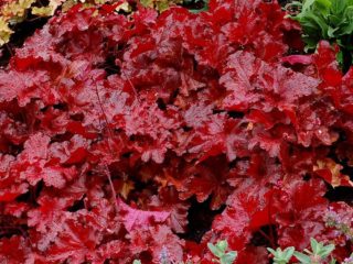 Heichera blood-red: ภาพถ่ายการปลูกและการดูแลรักษา