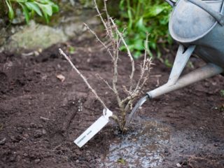 Plante stikkelsbær om høsten: når og hvordan du skal plante