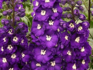 Perennial New Zealand delphinium: plantning og pleje, fotos, anmeldelser