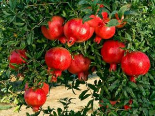 Granātābolu šķirnes ar fotogrāfijām un aprakstiem