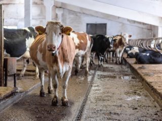 Lehmien pododermatiitti: syyt, merkit ja hoidot