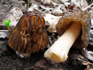 Morel semi-free: kuvaus ja valokuva