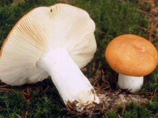 Sidabrinė russula: grybo aprašymas, nuotr