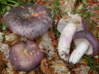 Sinikeltainen russula: kuvaus sienestä, valokuva