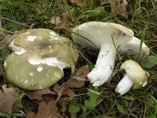 Dakšas russula: apraksts un foto