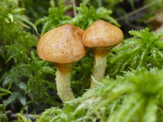 Gelsvas sviesto patiekalas (pelkė, Suillus flavidus): nuotrauka ir aprašymas, ypatybės