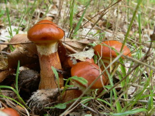 Huomattava öljy (Suillus spectabilis): kuvaus ja valokuva