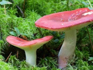 Suo russula: miten valmistaa, kuvaus ja kuva