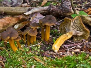 Chanterelle berbentuk corong (tubular): seperti apa dan di mana ia tumbuh, resipi
