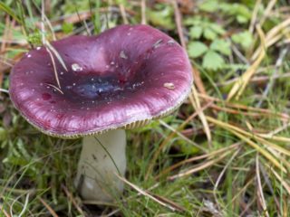 Hauras russula: kuvaus ja valokuva