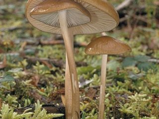 Udemansiella (Xerula) -juuri: kuva ja kuvaus