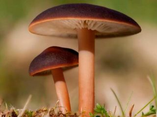 Gymnopus keltainen-lamellaarinen (colibia yellow-lamellar): kuva ja kuvaus