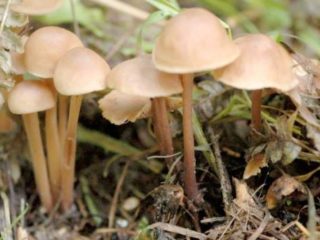 Rahan yhdistäminen (collibian yhdistäminen): kuva ja kuvaus